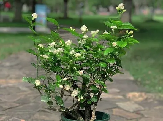 种植方法|茉莉花怎么种 种植时间与方法步骤