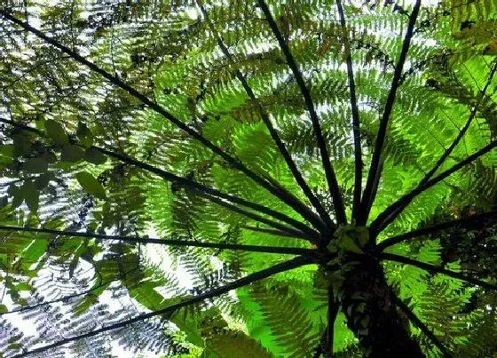 植物种类|桫椤是木本植物吗