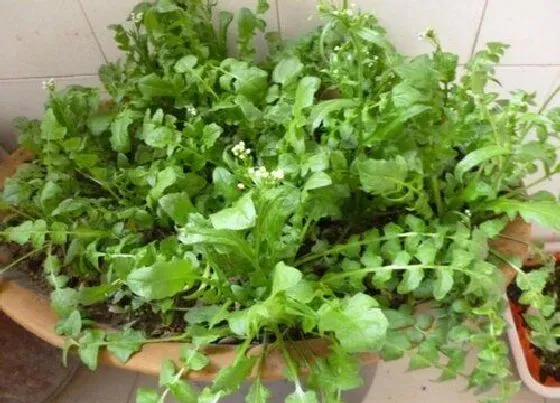 种植管理|荠菜几月份种植合适