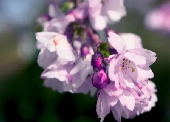 花语|十二个月的花神和花语图片（一月到十二月生辰花及花名）