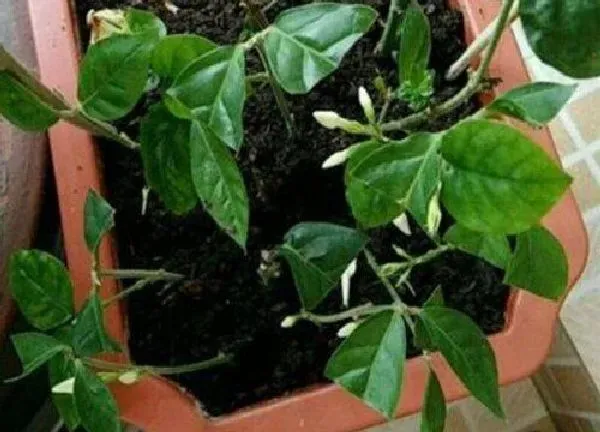植物扦插|非洲茉莉的扦插方法和注意事项 非洲茉莉怎么扦插才能生根