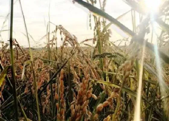 植物百科|嘉禾是什么植物 属于什么科植物