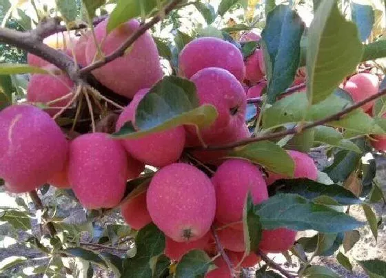 种植管理|锦绣海棠几年结果实