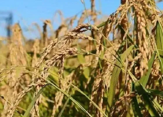 植物百科|水稻是什么花序类型 属于圆锥花序