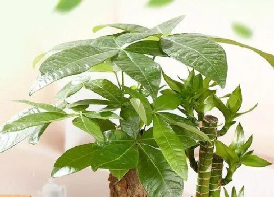 植物排行|水里生长的植物有哪些