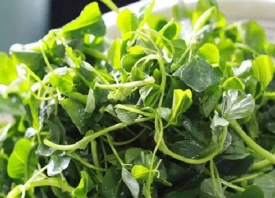 种植管理|金花菜几月份种植合适