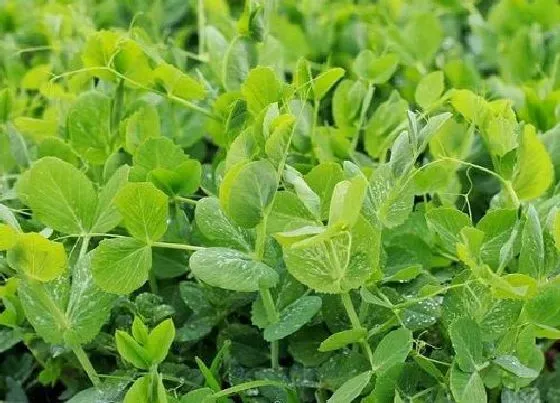 种植管理|豌豆的生长周期是多长时间