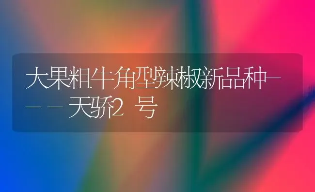 大果粗牛角型辣椒新品种---天骄2号 | 瓜果种植