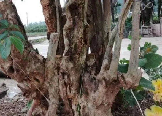 种植百科|青香树老桩栽种方法和注意事项