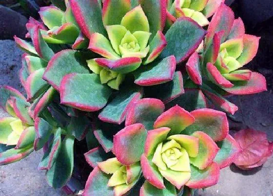 植物百科|艳日辉开花吗 开花什么样子