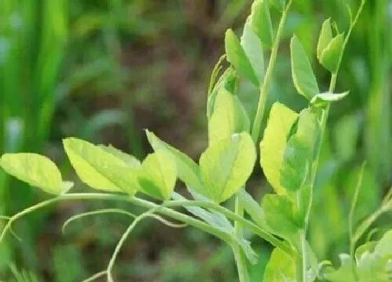 种植管理|豌豆的生长周期是多长时间