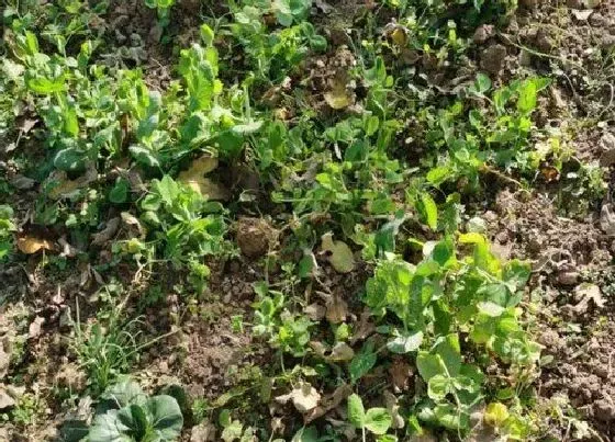 植物播种|眉豆什么时候播种最好