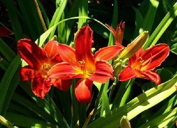 养殖科普|百合花喜水还是喜旱