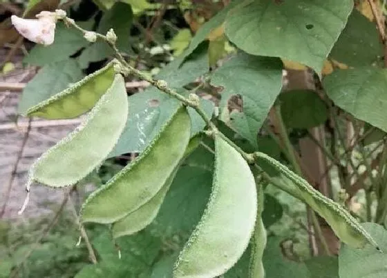 植物种类|豆类蔬菜有哪些品种 豆科蔬菜品种名称大全（图片）