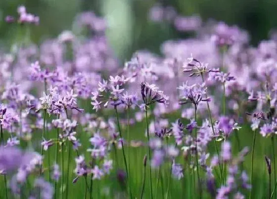 食用须知|紫娇花能吃吗 紫娇花的养殖方法和注意事项