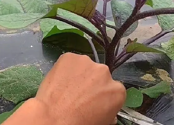 植物修剪|茄子什么时候剪枝合适