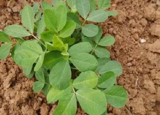 植物施肥|花生追肥用什么肥料好