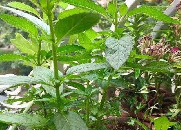 植物浇水|薄荷几天浇一次水最好