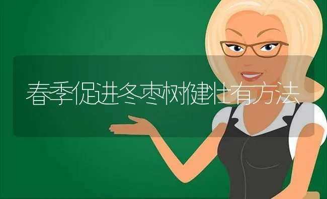 春季促进冬枣树健壮有方法 | 瓜果种植
