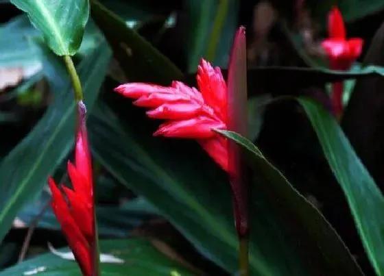 植物百科|紫背竹芋开花吗 开花什么样子