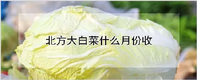 北方大白菜什么月份收 | 耕种资料