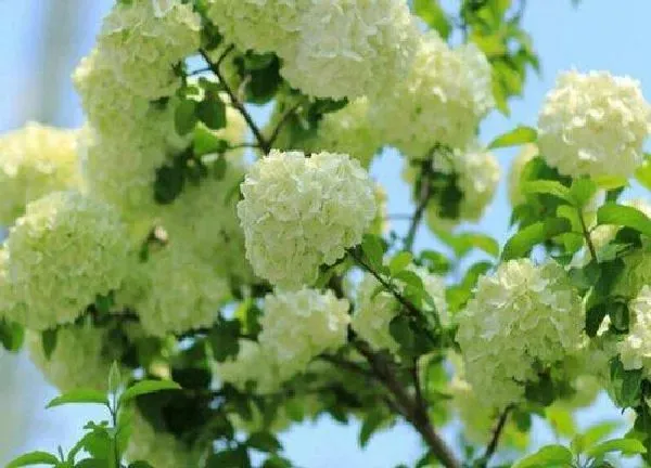 养殖方法|木本绣球花的养殖方法和注意事项有哪些