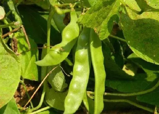 种植管理|油豆角种植技术与管理