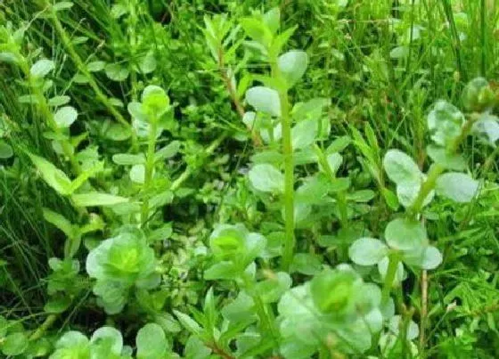 植物修剪|宫廷草怎么修剪好看