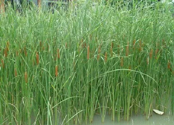 植物百科|蒲草是什么植物