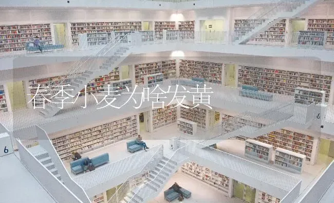 春季小麦为啥发黄 | 粮油作物种植