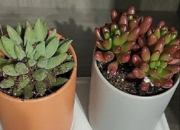 植物浇水|姬胧月多久浇一次水