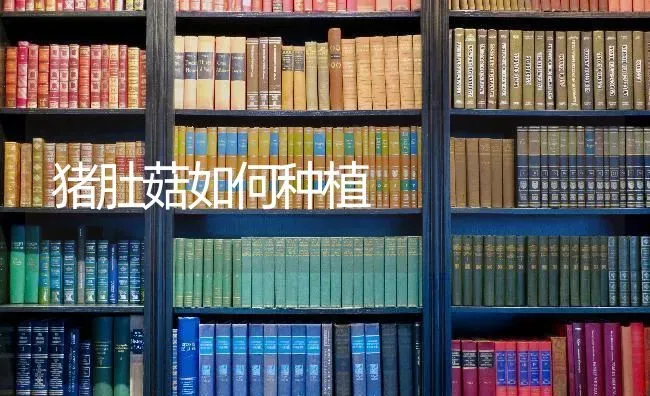 小型西瓜连茬坐瓜技术 | 瓜果种植