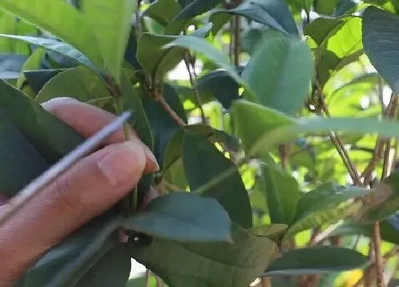 植物修剪|桂花树什么时候剪枝合适