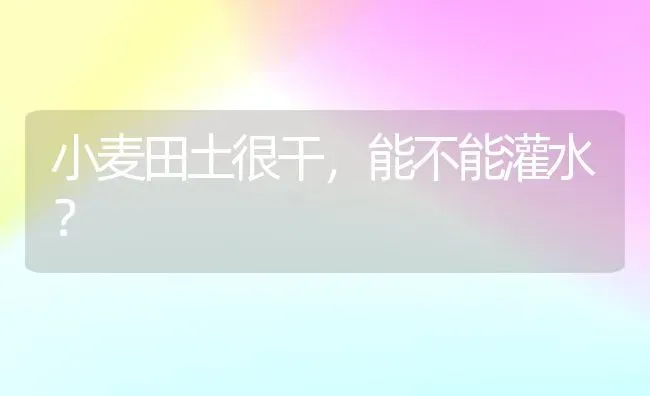 小麦田土很干，能不能灌水？ | 粮油作物种植