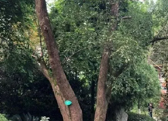 种植位置|樟树可以种在家门口吗