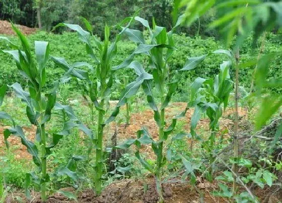 植物育苗|玉米几天发芽出苗 从播种到出苗期大概多久