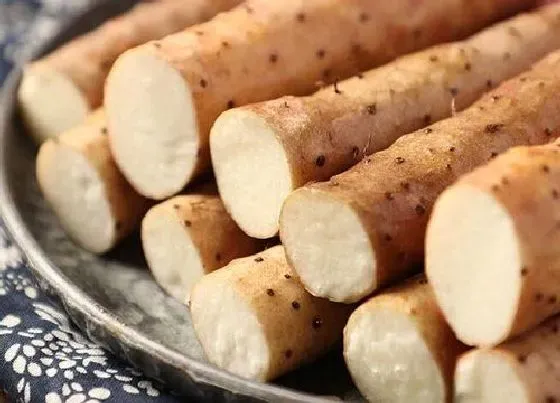 食用技巧|山药怎么挑选好吃的