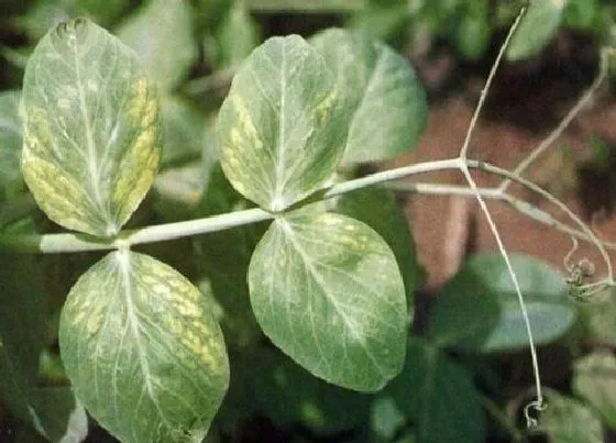 植物病害|豌豆花叶病症状及防治方法