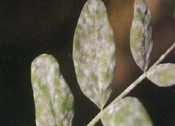 植物病害|豌豆花叶病症状及防治方法