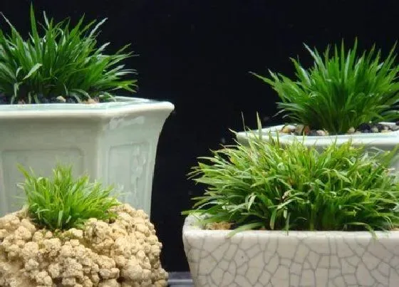 植物排行|菖蒲品种哪个名贵 最名贵的菖蒲品种排名（图片）