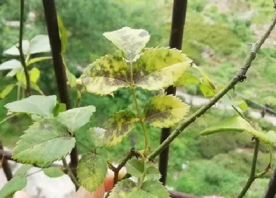 植物虫害|月季花病虫害的防治方法 常见病虫害预防