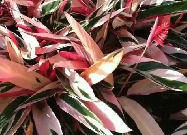 养殖方法|七彩竹芋的养殖方法和注意事项有哪些