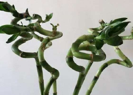 植物排行|根茎植物有哪些