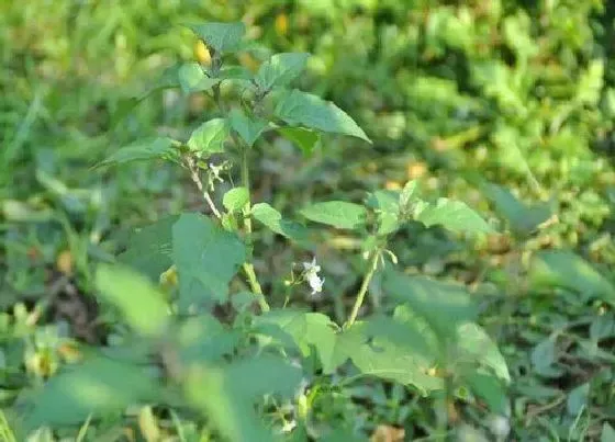 植物百科|猪屎菜又叫什么菜