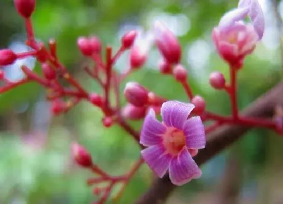 习性特点|杨桃花的样子和特点描写