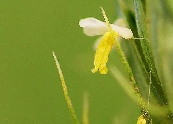 植物百科|小麦花是单性花还是双性花