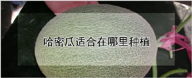 哈密瓜适合在哪里种植 | 种植技术