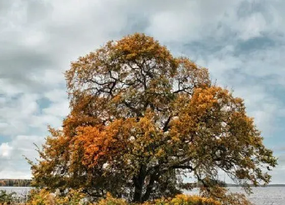 种植管理|榆树生长速度快慢 一年能长多少