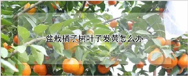 盆栽橘子树叶子发黄怎么办 | 农业技术