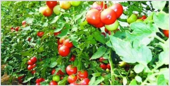蔬菜长势过旺咋怎么办？ | 种植施肥